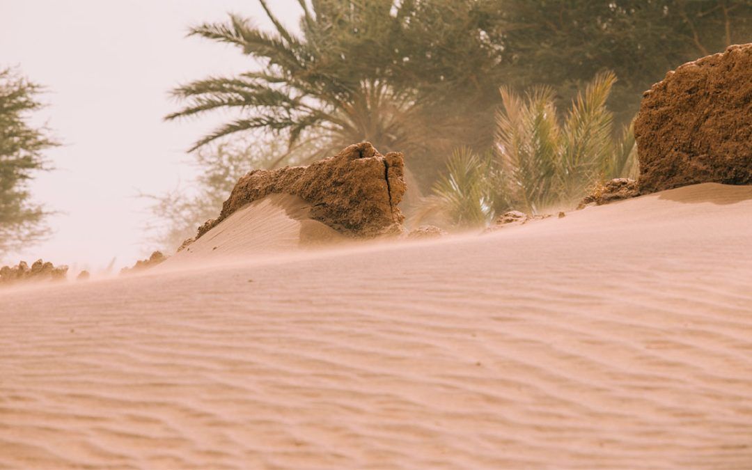 Iniciamos un nuevo proyecto contrala desertización en Marruecos.
